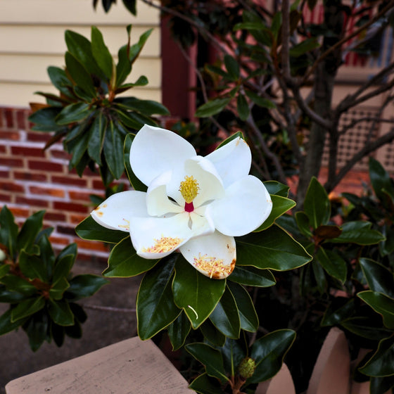 close up of dinner plate sized blooms on dd blanchard magnolia