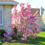 vibrant pink early spring blooming magnolia jane tree