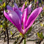 magnolia pink flowers