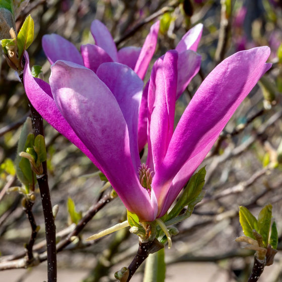 magnolia pink flowers