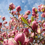 spring flowering magnolia tree