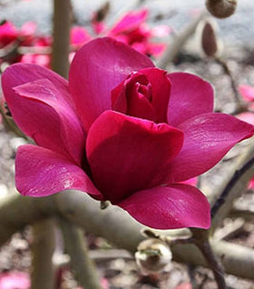 Magnolia Pink Pyramid