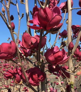 Magnolia Tinker Belle