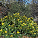 yellow flowers and green foliage on Mahonia aquifolium Oregon Grape Holly Shrub