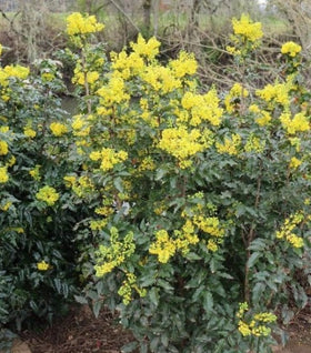 Mahonia aquifolium Oregon Grape Holly