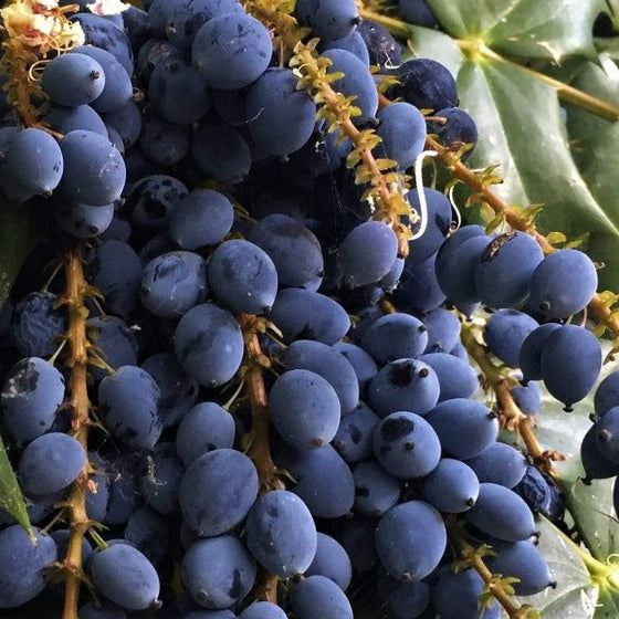 blue berries on Mahonia aquifolium Oregon Grape Holly Shrubs