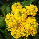 close look at the bright sunny yellow flowers on oregon grape holly shrub
