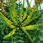 yellow flower clusters on mahonia winter sun
