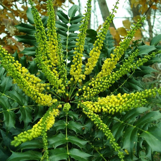 yellow flower clusters on mahonia winter sun