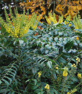 Mahonia Winter Sun