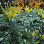 yellow flower clusters and evergreen foliage on mahonia winter sun