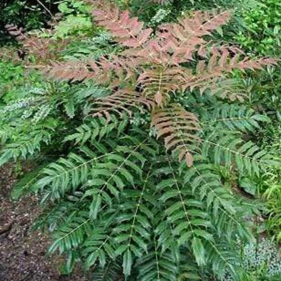 amazing bright yellow flowers on winter sun have a slight fragrance as well
