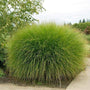 Large tuft of Maiden Grass ornamental grass with blade-like foliage