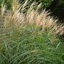 Maiden Grass Miscanthus gracillimus textured ornamental grass with curled seed heads