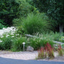 Ornamental textured foliage of Maiden Grass planted in a landscape