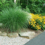 Miscanthus gracillimus Maiden Grass planted beside Black Eyed Susan Rudbeckia