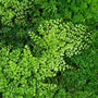 large maidenhair fern plant with green foliage and dark stems