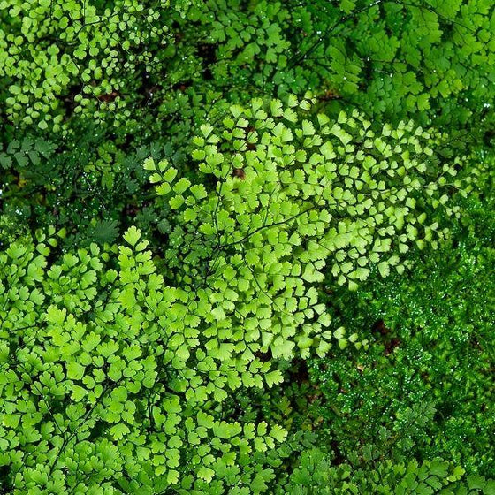 large maidenhair fern plant with green foliage and dark stems