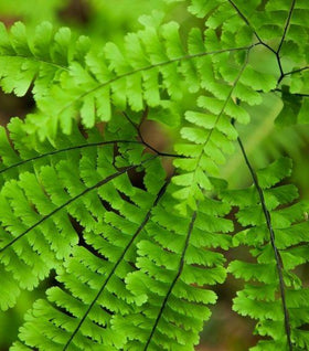 Maidenhair Fern