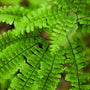 maidenhair fern branches with green leaves and dark stems/veining
