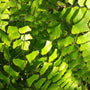 close up of green foliage on maidenhair fern