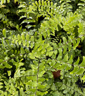 Maidenhair Fern
