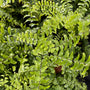 dainty foliage and morning dew on maiden hair fern