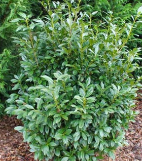 Majestic Jade English Laurel