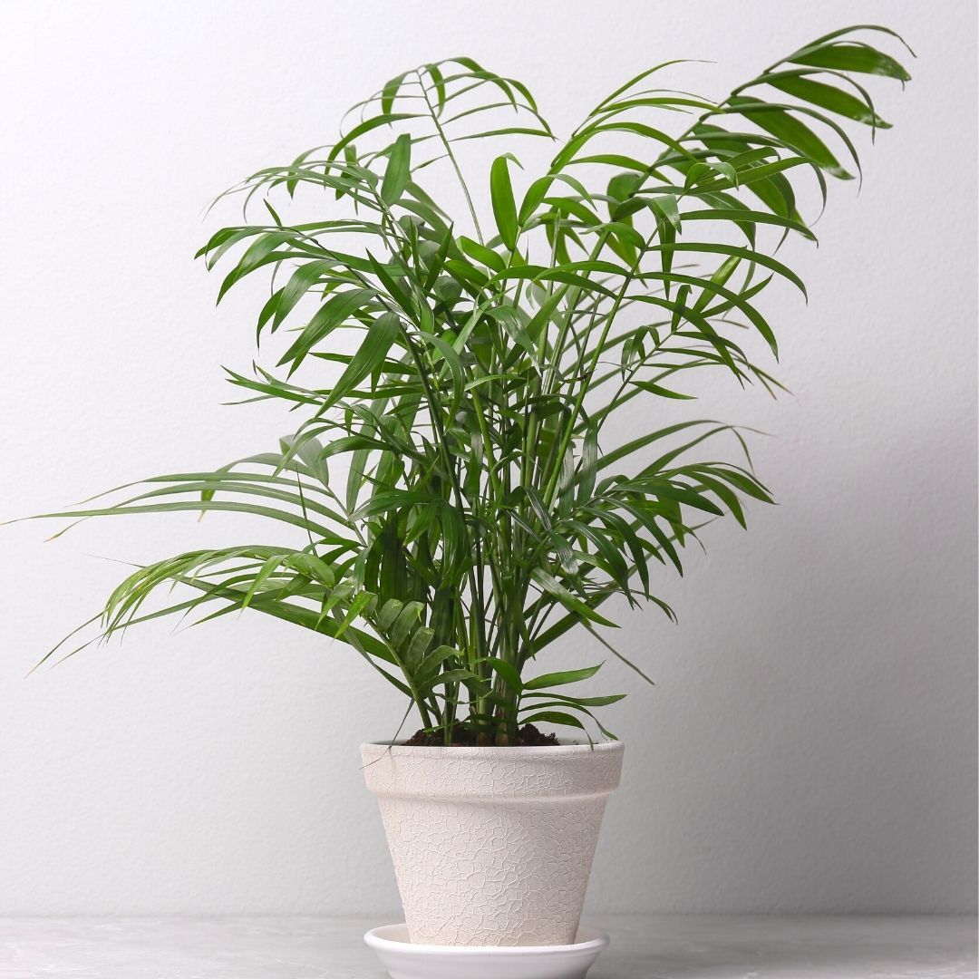 is a majesty palm a good indoor plant Buy Majesty Palms Online