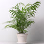 Majesty Palm in white pot