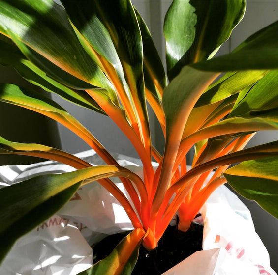 close up orange leaves on mandarin orange spider plant 