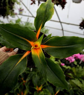 Mandarin Spider Plant