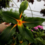 mandarin orange spider plant houseplant