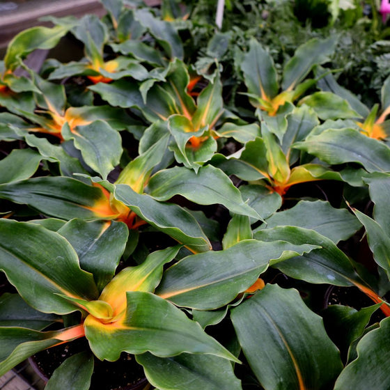 unique green and orange tropical plant