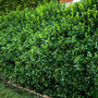 Manhattan Euonymus growing as a tall evergreen hedge with glossy dark green foliage creating dense year-round privacy along a property edge.