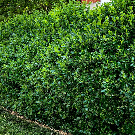 Manhattan Euonymus growing as a tall evergreen hedge with glossy dark green foliage creating dense year-round privacy along a property edge.