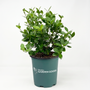 A potted green leafy plant in a dark teal nursery pot with the text 'Delosperma GARDEN GOODS' printed on the front, set against a plain white background.
