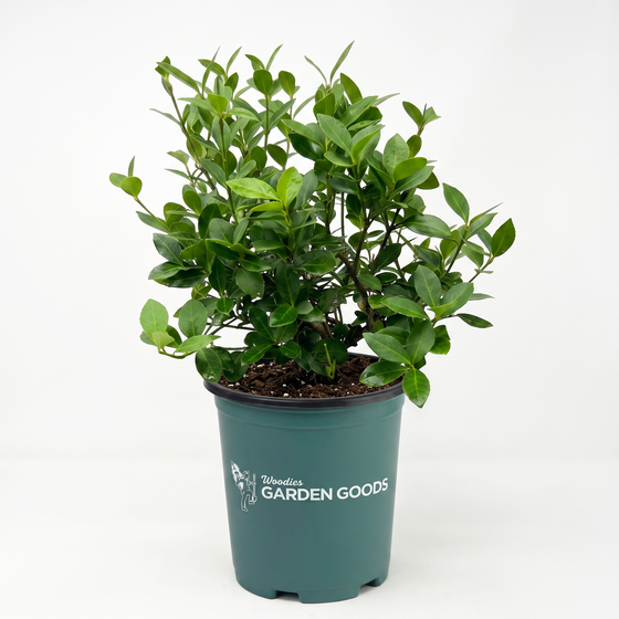 A potted green leafy plant in a dark teal nursery pot with the text 'Delosperma GARDEN GOODS' printed on the front, set against a plain white background.