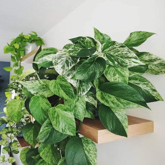 Marble Queen Pothos trailing leaves on a bookshelf