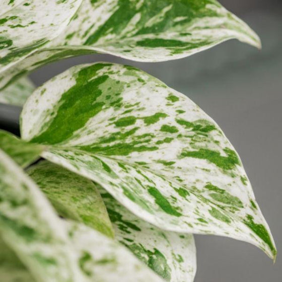 Close up view of variegated Marble Queen Pothos foliage
