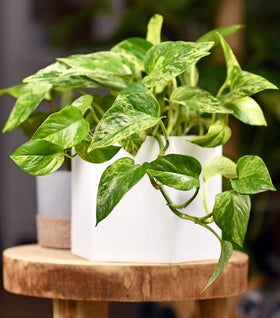 Scindapsus Pictus 'Exotica' for Sale | Garden Goods Direct