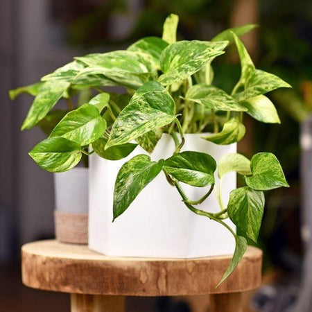 marble queen pothos outdoors Pothos Marble Queen | Epipremnum Marble Queen Pothos Plant in 6” Pot | Easy-Care Potted Houseplants for sale | Trailing Indoor Plants