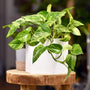 Trailing Marble Queen Pothos in a pot on a stand