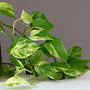 Marble Queen Pothos with bright green and white leaves in a pot