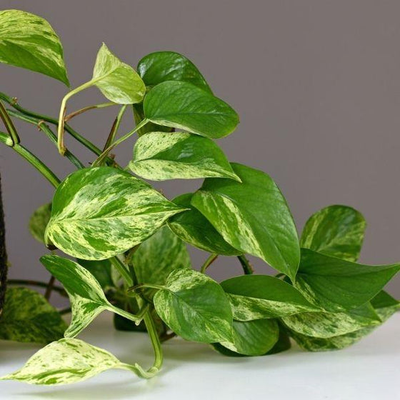 Marble Queen Pothos with bright green and white leaves in a pot