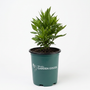 A green leafy plant in a dark teal-green plastic nursery pot with the 'Mossy Oak Garden Goods' logo printed on the front, set against a plain white background.