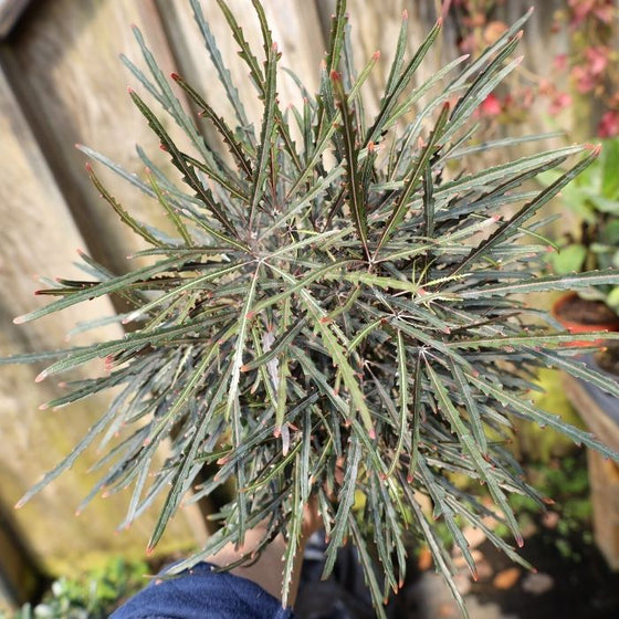 beautiful Mary Jane Threadleaf Aralia Plant