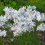 Mature May Breeze Phlox with a low spreading woodland habit and clusters of spring flowers above green foliage