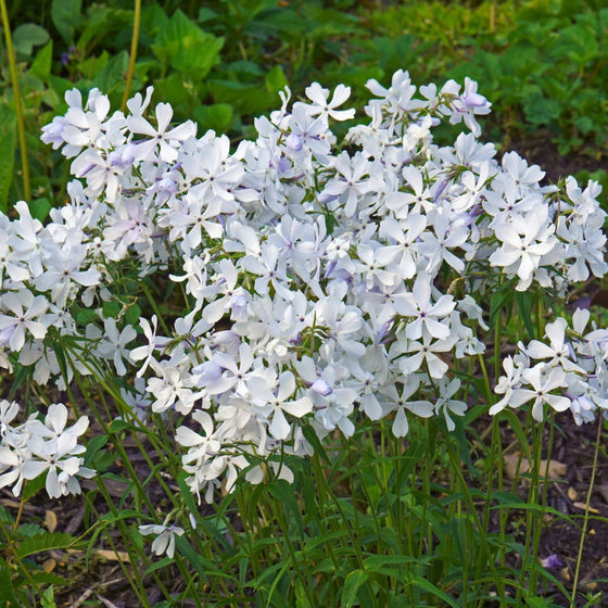 Mature May Breeze Phlox with a low spreading woodland habit and clusters of spring flowers above green foliage