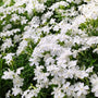 Mature May Breeze Phlox with a low spreading woodland habit and clusters of spring flowers above green foliage